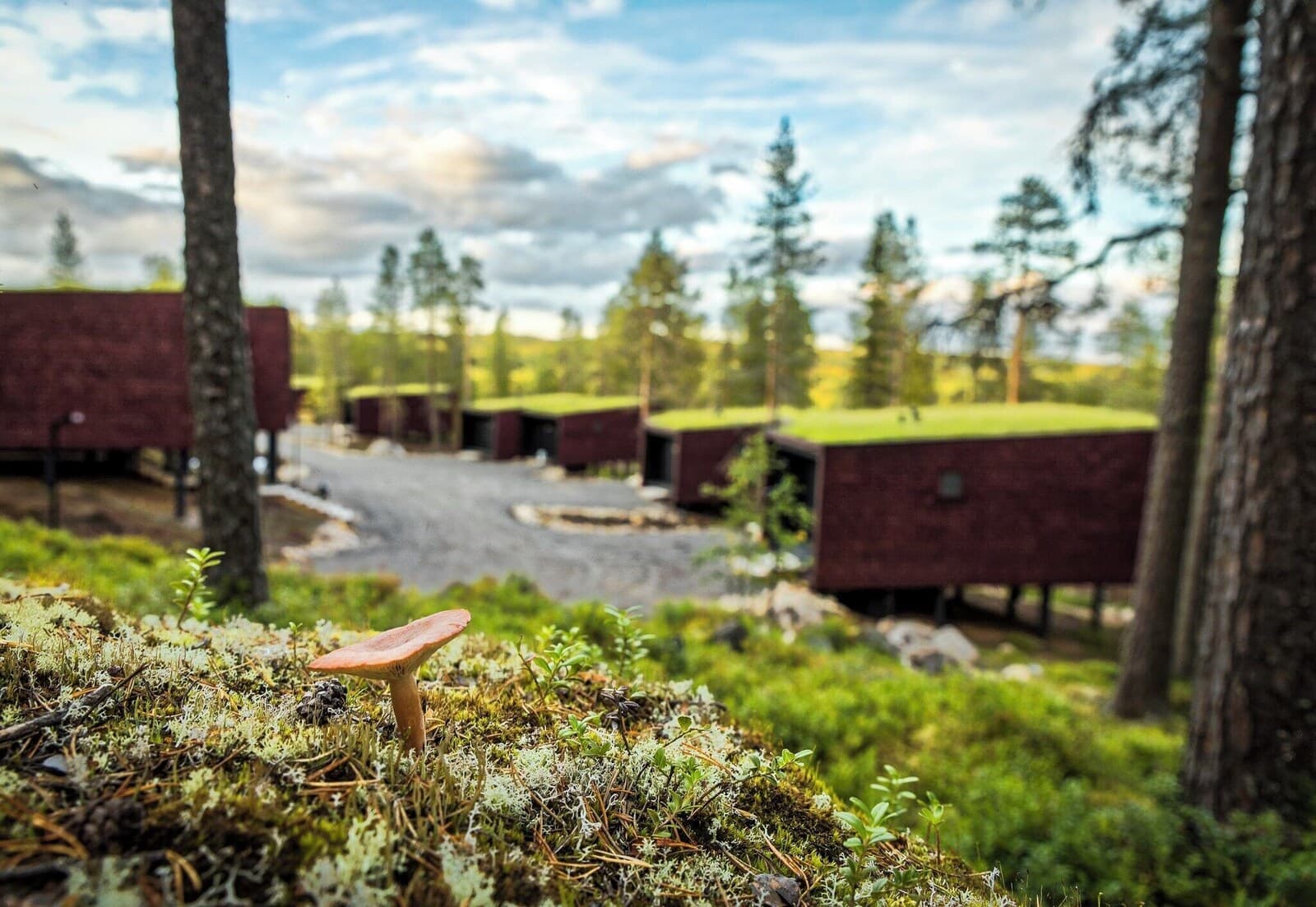 Arctic TreeHouse Hotel – billede 4